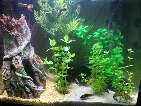 How To Plant Aquarium Plants In Gravel The Aquarium Guide