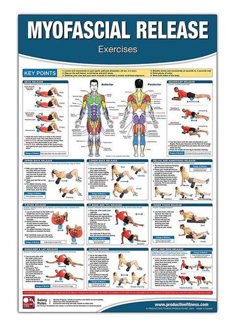 Myofascial Release Chartposter Foam Rolling Chart Muscle Massage