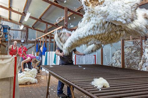 The Aussie Shearing Shed Capture Magazine