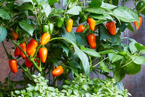 12 Tips For Growing Peppers Indoors