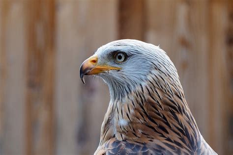 Falcon Birds Of Prey Head Bird Free Photo On Pixabay Pixabay