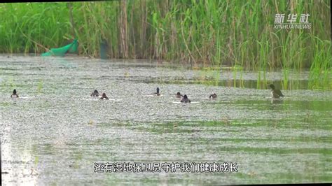 新华全媒丨“我在武汉挺好的”——一只青头潜鸭的自白凤凰网视频凤凰网