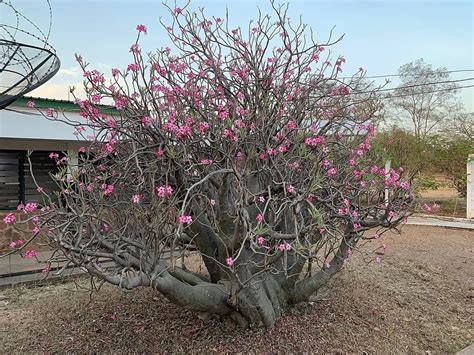 4 Winter Care Tips For Your Adenium Desert Rose Plants