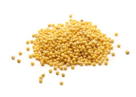 Millet Seed Market Share, Size, Regions, Applications and Forecast 2024 ...