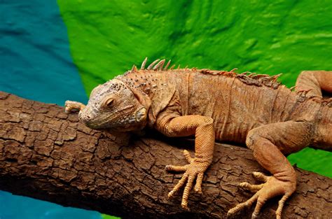 Free Images : wildlife, zoo, iguana, fauna, lizard, monitor, vertebrate, iguania, agamidae ...