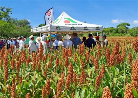 Gobierno estatal presenta rendimiento de producción de sorgo 2023 El