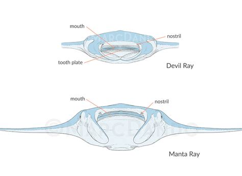 Cordero abdomen Rústico manta ray anatomy Salvaje pueblo alfiler