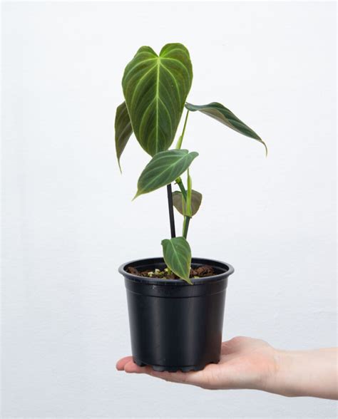 Philodendron Splendid M Online Kaufen Farnwerk Design Lebt