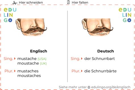 Schnurrbart Auf Englisch Schrift Und Aussprache Mit Bildern