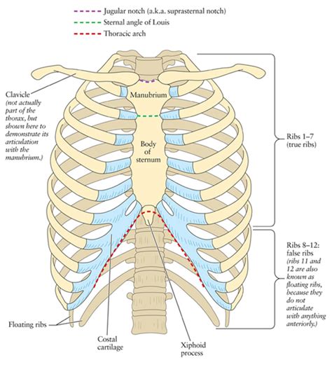 Posterior Rib Cage Muscles Noor Person | The Best Porn Website