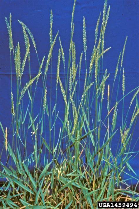 Quackgrass Elymus Repens