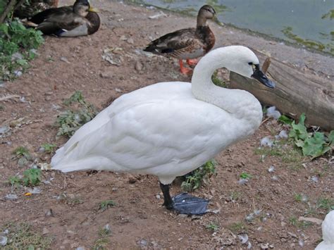 The Online Zoo - Tundra Swan