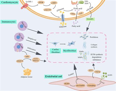 Frontiers Central Role Of Cardiac Fibroblasts In Myocardial Fibrosis