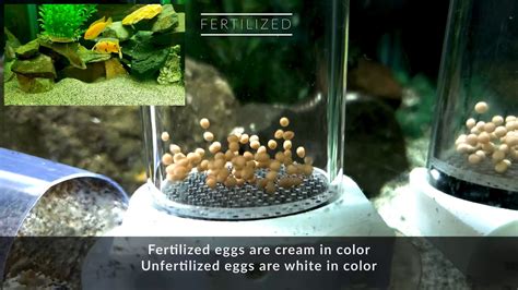 Fertilized Vs Unfertilized Eggs Youtube