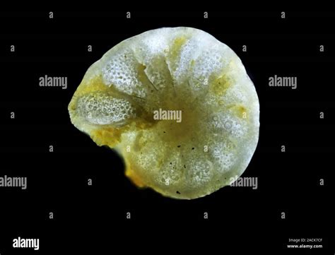 Foraminiferan Light Micrograph Foraminifera Are Marine Single Celled Protozoa That Construct