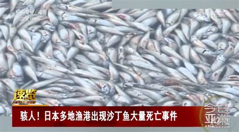 密密麻麻铺满水面！日本多地渔港现大量沙丁鱼死亡事件 口水杭州 杭州19楼