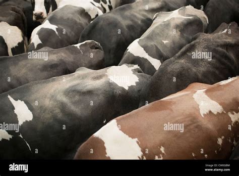 Animal Bovine Hi Res Stock Photography And Images Alamy