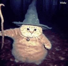 Wizard Cat Cat Wizard GIF - Wizard Cat Cat wizard Halloween cat - Discover & Share GIFs