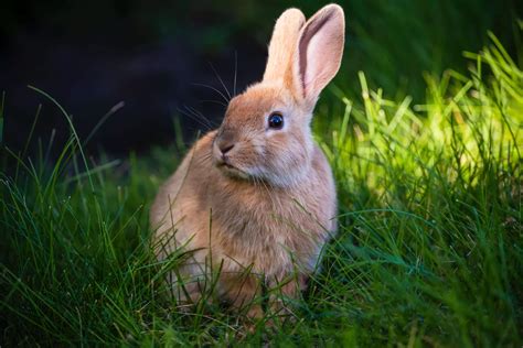 importance  leaping bunny certification  bunni