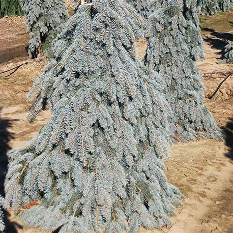 Weeping Colorado Blue Spruce Picea Pungens Var Glauca Pendula