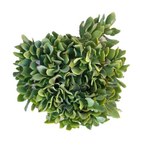 Ripple Jade 6 Inch Curly Jade Live Succulent Plant Etsy Planting Succulents Plant Diseases