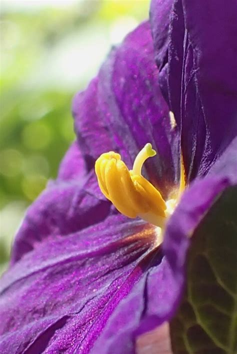 Solanum Crispum Potato Bush Julie Stromberg Flickr