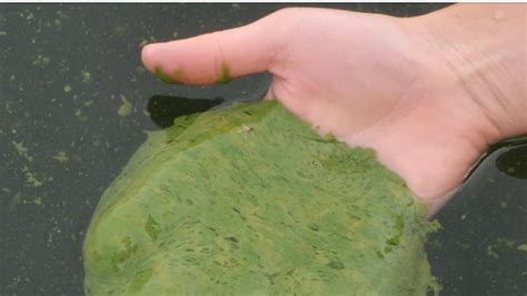 Stay out of the water: Toxic blue-green algae found at Bayfront Park ...