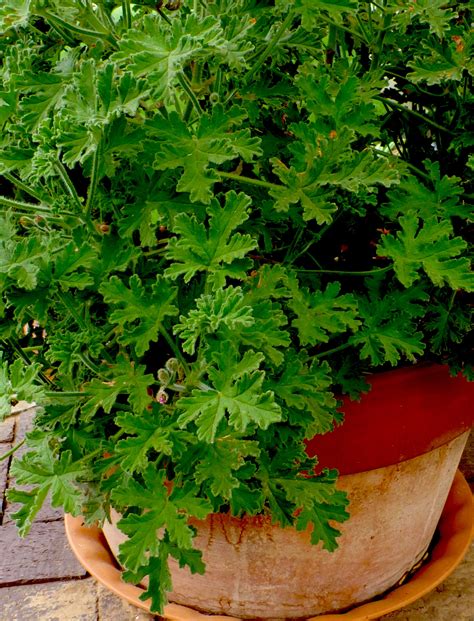 Pelargonium Citronella Mosquito Plant Garden Crossings