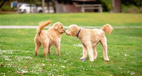 Familia abandonó en un refugio a su perro al pensar que era gay