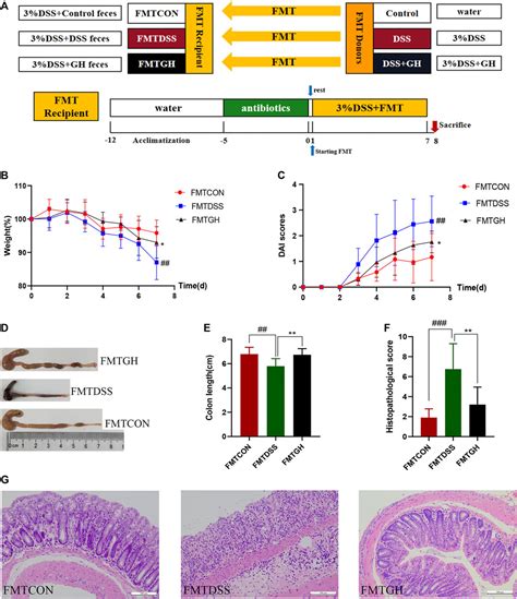 Frontiers Modified Gegen Qinlian Decoction Regulates Treg Th17