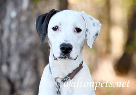 Boxer Dalmation Mix Puppies