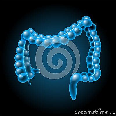 Large Intestine Parts Of Large Bowel Cecum Colon Rectum And Anal