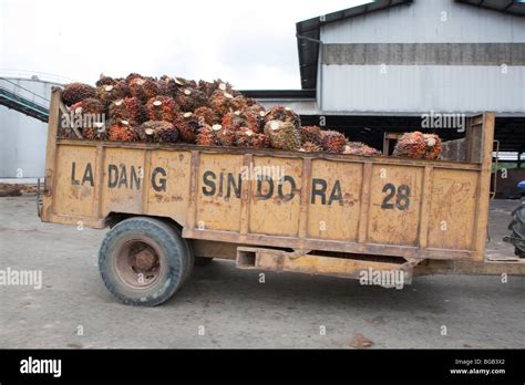 A Load Of Oil Palm Fresh Fruit Bunches Ffbs In A Cart Heading To The