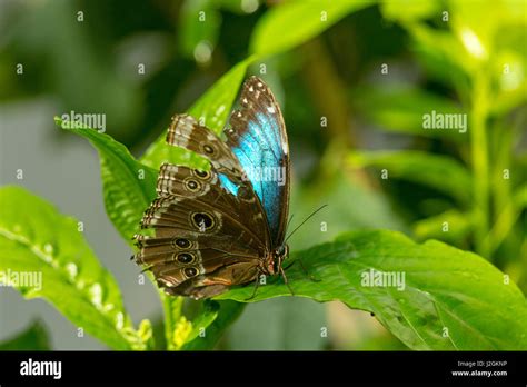 Blue Morpho Butterfly Morpho Peleides At The Butterfly And Nature