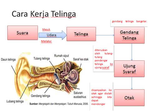 Welcome To Study Home SISTEM KOORDINASI DAN ALAT INDRA PADA MANUSIA