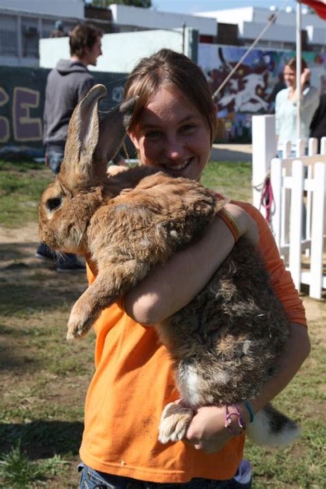 Worlds Largest Rabbit Breed