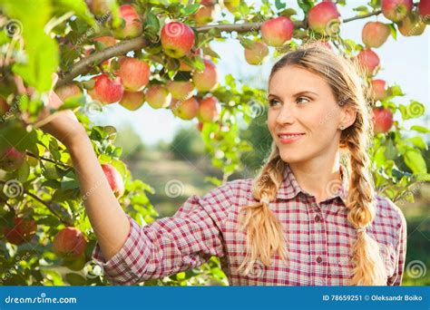 Young Woman Picking Apples From Apple Tree On A Lovely Sunny Sum Stock