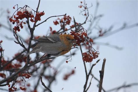 Grosbeaks Save The Eagles