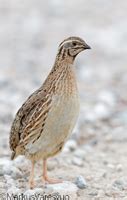 Coturnix coturnix IN Common Quail EN US FI viiriäinen DE