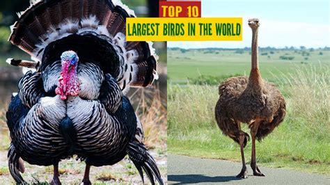 Top 10 Largest Birds In The World And Their Habitat Youtube