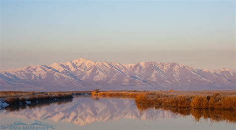 Seeking Refuge At Bear River Migratory Bird Refuge Mia Mcpherson S On