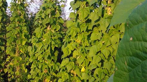 How To Grow Scarlet Runner Beans An Edible Ornamental Plant Dengarden