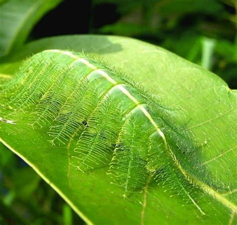 19 Amazing Animals Adept At Using Camouflage