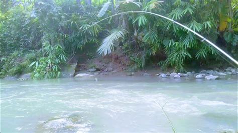 Mancing Ikan Regisgenggehek Di Sungai Arus Deras Youtube