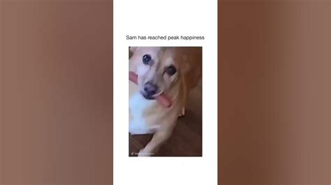 Extremely Adorable And Cute Doggo Youtube