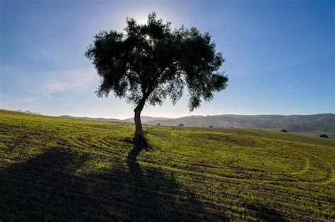 Papel tapiz de árbol solitario en medio del campo con el sol a