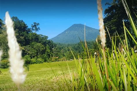 Kebun Raya Cibodas Bogor Review