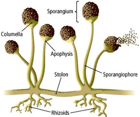 Spore Formation In Plants