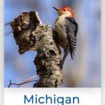 Woodpeckers In Michigan Species You Can T Miss