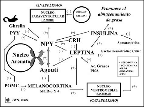 Regulación hipotalámica del apetito saciedad Download Scientific Diagram